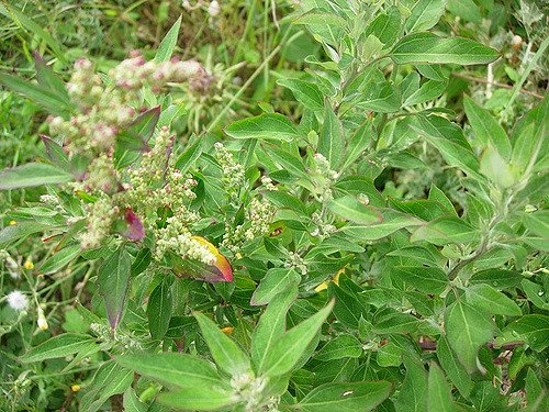 Lambsquarters