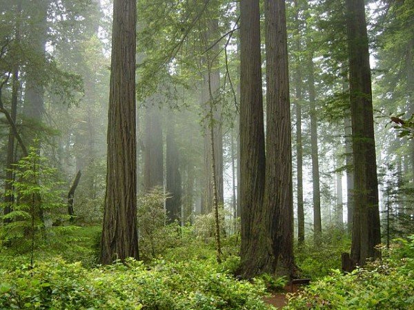 Redwood_National_Park,_fog_in_the_forest