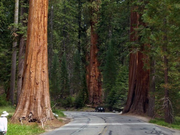 sequoia-trees-53183_960_720
