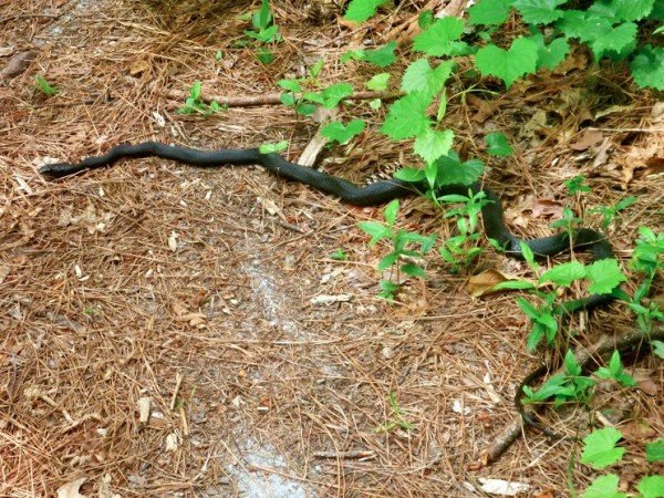 4 Tips For Dealing With Snakes On The Trail - Liveoutdoors