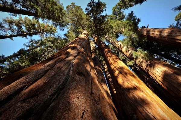 sequoias