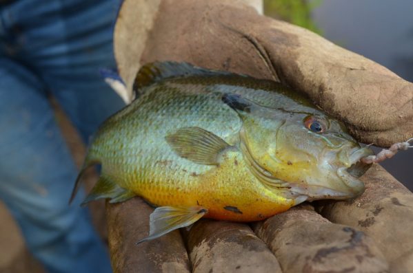 3 Go-To Lures for Summer Panfish - LiveOutdoors